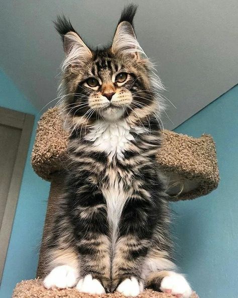 #mainecoon Maine Cooney Cats, Cute Puppies And Kittens, Gorgeous Cats, Cute Cats Photos, Cute Cat Gif, Cute Funny Dogs, Cute Animal Photos, Cute Cats And Dogs