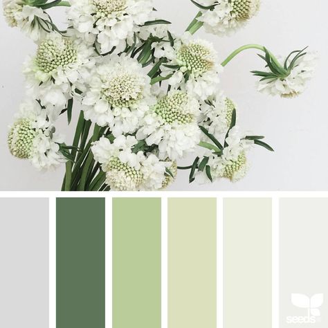 Seeds Color, Color Concept, Cream Design, Green And Gray, Design Seeds, Color Palette Design, Colour Schemes, Color Pallets, Color Swatches