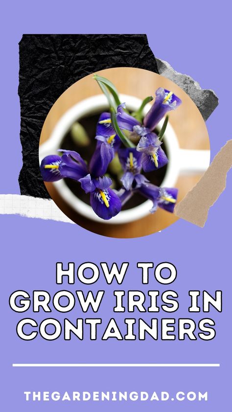 Did you know you can grow Iris no matter where you live?Learn how by growing Irises in Containers with easy to follow steps, flower garden ideas, and expert tips! #iris #flowers #flowergarden Iris Planting Ideas, Planting Iris Bulbs In Pots, Iris In Pots, Iris Garden Ideas, Planting Iris, Iris Care After Bloom, Bulbs In Pots, Walking Iris, Siberian Iris Care