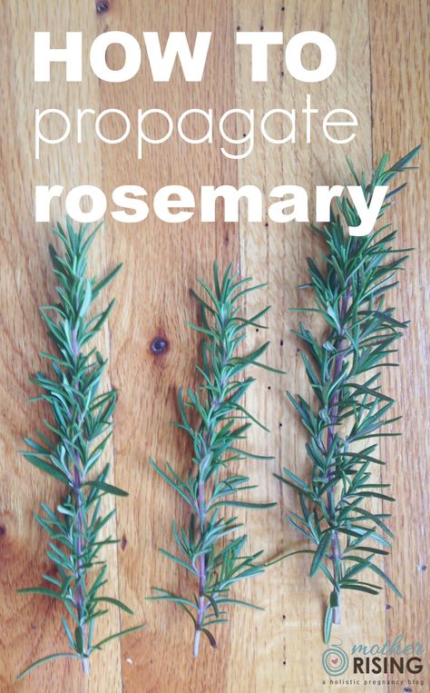 Rosemary Cuttings, How To Propagate Rosemary, Propagate Lavender, Propagate Rosemary, Rosemary Plants, Preserve Herbs, How To Propagate Lavender, Propagate Plants, Rosemary Plant