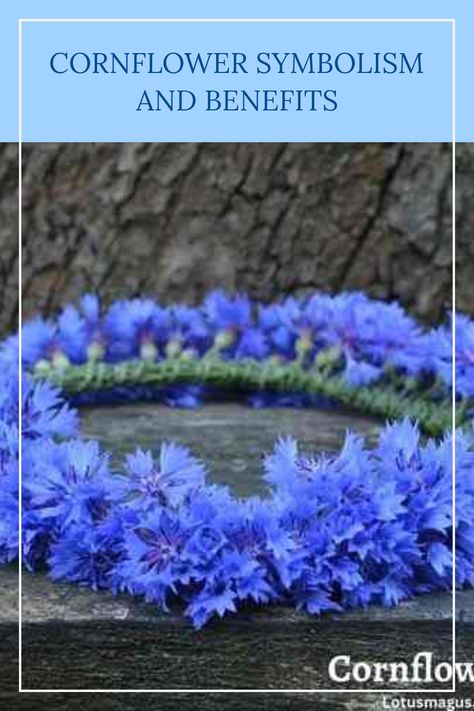 Discover the rich symbolism and numerous benefits of the cornflower in this informative guide. Known for its deep meanings such as fidelity and hope, the cornflower also carries attributes of reliability and fertility. Often used in bouquets, this enchanting flower has vital uses in gardening and herbal remedies. Whether you're looking to brighten your garden or add floral decorations, learning about the cornflower can enhance your experience and enrich your knowledge about plants. Don't overlook the power of this stunning flower. Cornflower Benefits, Hidden Language, The Language Of Flowers, About Plants, Floral Decorations, Water Retention, Language Of Flowers, Herbal Medicine, Herbal Remedies