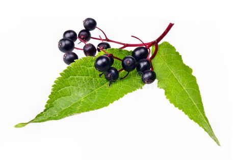 Elderberry. Fresh fruit black elderberry herb , #Ad, #fruit, #Fresh, #Elderberry, #herb, #elderberry #ad Elder Berry, Elderberry Tincture, Elderberry Tea, Blueberry Tea, Black Elderberry, Tea Infusion, Elderberry Gummies, Berry Tea, Big Families