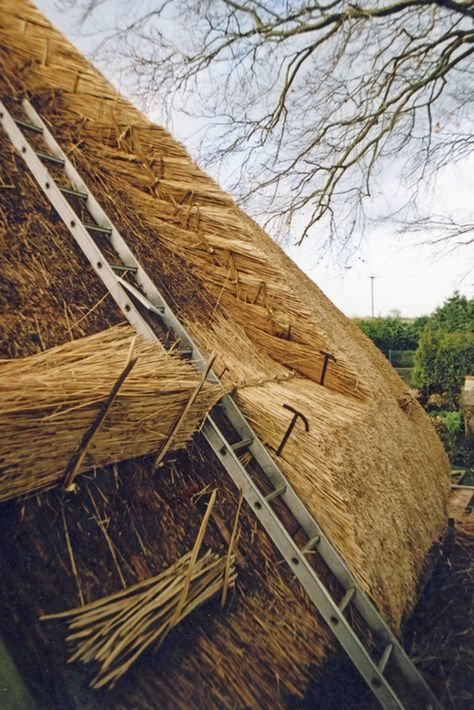 Thatch Roof, Grass Roof, Earth Bag Homes, Straw Bale House, Straw Bale, Architecture Design Drawing, Cob House, Roof Types, Thatched Roof