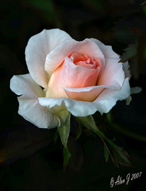 Summer Rose http://flowersgifts.labellabaskets.com faragmoghaddassi@yahoo.com Rose Reference, Rose Gardening, Rose Belle, Summer Rose, Beautiful Rose Flowers, Beautiful Blooms, Flowers Nature, Flower Photos, Love Flowers