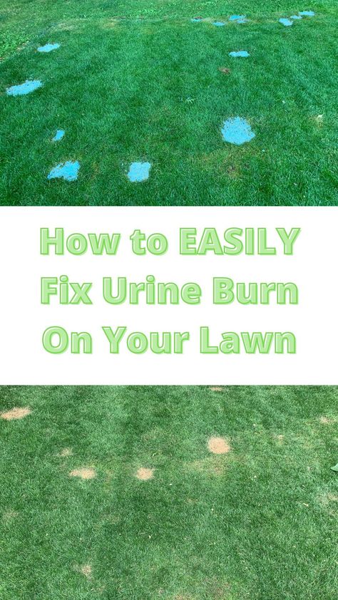 Your dog's urine burns the grass because it contains a high amount of nitrogen. The best way to prevent urine burn is to hose down the spot where your dog pees immediately. Prevent Dog Urine Grass Burns, How To Neutralize Dog Urine In Yard, How To Fix Grass From Dog Urine, Dog Pee Grass Burn, Dog Urine Grass Repair, Dog Pee Area Outside, Dog Friendly Backyard Landscaping, Puppy Tricks, Dog Pee Smell