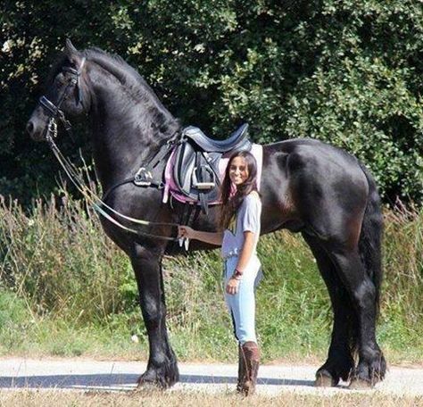 ♞Pinterest ➝ LimitlessSkyy♘ Percheron Horses, Big Horses, Black Horses, Most Beautiful Horses, Horse Diy, Friesian Horse, Majestic Horse, All The Pretty Horses, Horse Crazy