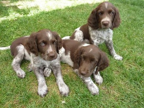 Small Munsterlander, Brittany Spaniel Puppies, Puppies Pictures, Most Expensive Dog, Spaniel Art, Working Cocker, Long Haired Dogs, Chicken For Dogs, American Cocker Spaniel