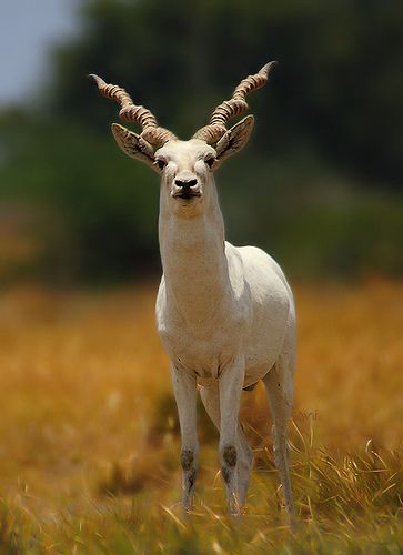 Leuscistic Male Black Buck Melanistic Animals, Black Buck, Rare Albino Animals, African Antelope, Moose Deer, Albino Animals, Animal Groups, Tiger Art, Black Animals