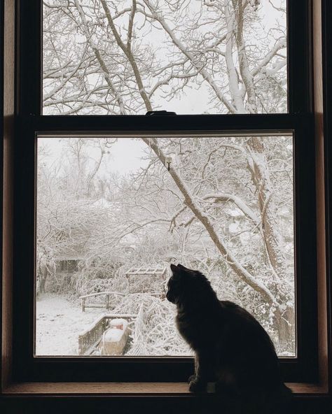 Aesthetic Dark Cat, Indoor Photo Ideas, Shadow Window, Winter Photo Ideas, Cat Shadow, Photos Winter, Winter Window, Virginia Is For Lovers, Winter Photo