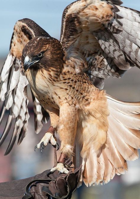 Hawk Bird, Eagle Pictures, Red Tailed Hawk, Image Film, Image Nature, Bird Of Prey, Rare Animals, Alam Yang Indah, Bird Photography