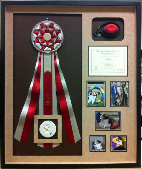 Check out this awesome example of using a shadowbox to protect precious memories! The talented folks at Lloyd Center Beard's Framing did an amazing job of preserving the accomplishments of Chase, the client’s first agility dog’s, allowing them to be displayed for years to come. Dog Agility Ribbon Display, Horse Halter Shadow Box Ideas, Horse Show Ribbon Display Lattice, Horse Rosette Display, Award Ribbon Display, Show Ribbon Display, Shadow Box For Sports Trophies ￼, Dog Shadow Box, Horse Ribbons