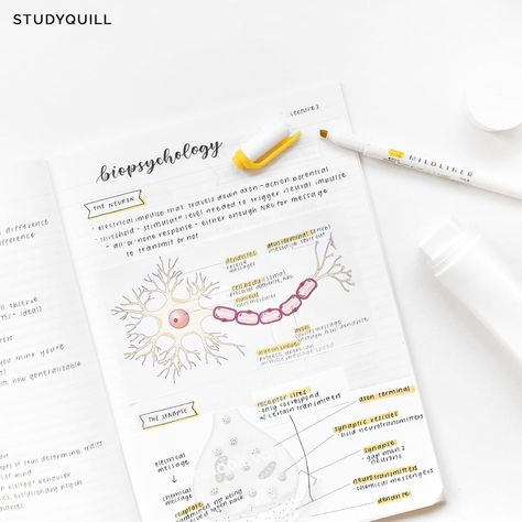 Jasmine on Instagram: “notes on biopsychology, ft. the diagrams i pasted on with my comically ginormous glue stick :') ⠀⠀⠀⠀⠀⠀⠀ #revisionnotes #studyaesthetic…” Biopsychology Notes, Work Bujo, Assignment Ideas, Instagram Notes, Psychology Notes, Wingardium Leviosa, Medical Student Study, Psychology Student, School Organization Notes