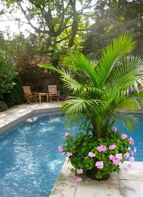 Plants Around Pool, Outdoor Pool Decor, Palm Trees Garden, Amazing Pools, Pool Plants, Front Porch Flowers, Poolside Decor, Summer Planter, Patio Layout