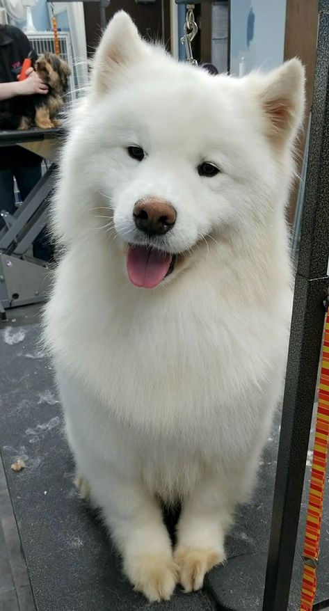 Fluffy Samoyed Cute Doggos, White Dog Breeds, White Fluffy Dog, Fluffy Dog Breeds, Cute White Dogs, Puppy Portraits, Puppies Cute, Samoyed Dogs, Dog Icon