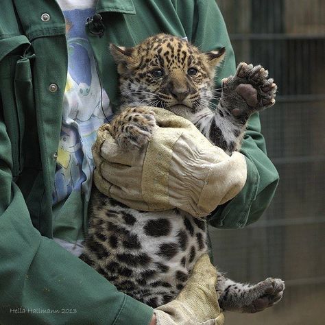 Jaguar cub, look at the size of those paws! Vet Pictures, Zoo Veterinarian, Vet School Motivation, Baby Jaguar, Veterinary Science, Wildlife Biologist, Vet Medicine, Conservation Biology, Vet School