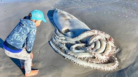 African Beach, African Museum, Ocean Aquarium, Giant Squid, Ocean Depth, Fishing Vessel, Beach At Night, Africa Do Sul, Privacy Fence