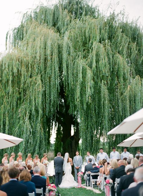 Gal Meets Glam: Our Wedding: T Tree Wedding Ceremony, Willow Tree Wedding, Tree Backdrop, Weeping Willow Tree, Wedding Tree, Wedding Ceremony Backdrop, Weeping Willow, Unique Wedding Venues, Ceremony Backdrop