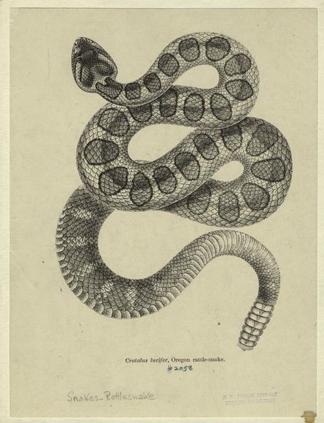 Rattlesnake Tattoo, Snake Illustration, Snake Drawing, Snake Tattoo Design, Snake Art, Illustration Wall Art, Snake Design, Snake Tattoo, Scientific Illustration