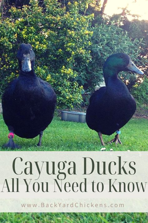 Types Of Duck Breeds, Cayuga Duck Eggs, Breeds Of Ducks, Ducks In The Garden, Duck Fence Ideas, Toys For Ducks, Backyard Ducks Habitat, Duck House Ideas Backyards, Diy Duck Enclosure Ideas