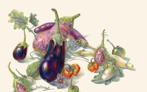 Arte Inspo, Ap Art, 영감을 주는 캐릭터, Funky Art, Art Plastique, Botanical Illustration, Botanical Art, Pretty Art, Eggplant