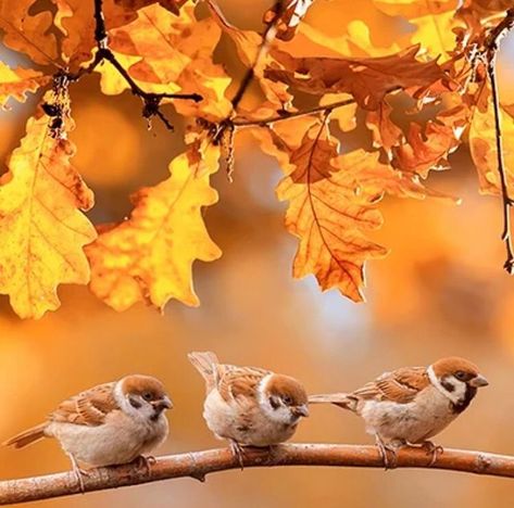 Autumn Gardening, Fall Photography Nature, October Flowers, Autumn Animals, Leaf Photography, Birds Nature, Autumn Magic, Fall Dog, Fall Garden