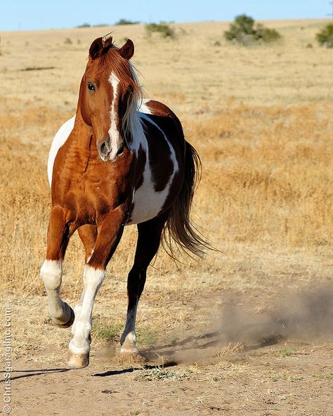 Pinto Barb Horse, Horse Trotting, Cheval Pie, American Paint Horse, Paint Horses, Painted Horses, Pinto Horse, Paint Horse, Riding Horse