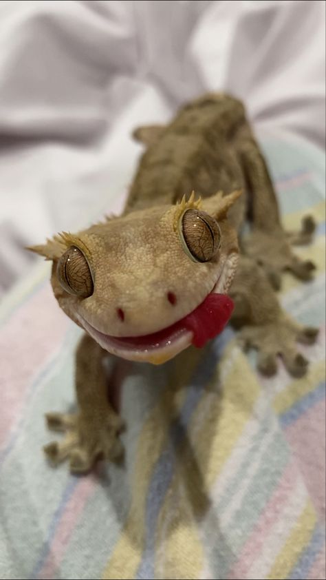 Crested Gecko Cute, Crested Gecko Funny, Gecko Aesthetic, Crested Gecko Terrarium, Funny Anime Pictures, Cute Crested Gecko, Gecko Drawing, Crested Gecko Habitat, Pet Gecko