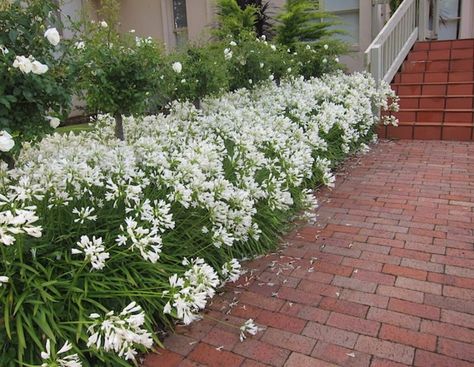 7 simple ways to use white in the garden - Anthony Tesselaar Plants Agapanthus Garden, White Agapanthus, African Lily, Townhouse Garden, Growing Trees, Fast Growing Trees, Fine Gardening, Side Garden, Moon Garden