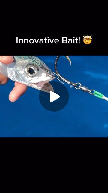 Hooked Hub on Instagram: "Perfect way to hook live bait! 😍

#fish 
#fishing 
#sea 
#interesting" Live Bait, Camping Stuff, Fishing, Camping, Fish, On Instagram, Instagram