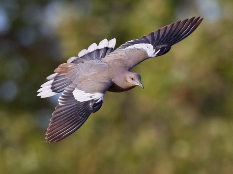 White-winged Dove 8.11.18 White Winged Dove, Rock Pigeon, White Wing, White Tips, Dark Wings, White Wings, The Wing, Tail Feathers, Wildlife Animals