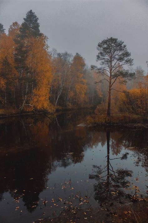 Autumn Fog Aesthetic, Autumn Mood Aesthetic, Fall Forest Aesthetic, Autumn Forest Aesthetic, Fog Autumn, Autumn Poetry, Yellow Forest, Orange Forest, Dark Forest Aesthetic