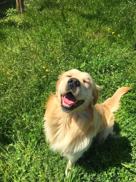 Light Golden Retriever, Big Golden Retriever, Golden Retriever Energy, Golden Retriever Boyfriend, Golden Retriever Smile, Gold Retriever, Wholesome Dog, Golden Retriever Baby, Reactive Dog