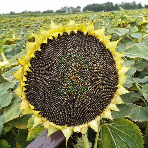 Dayu Seed Industry Co., Ltd. has specialized in breeding, multiplying, and selling Sunflower Seeds for over 30 years. We provide our customers with high-quality Sunflower Seeds, the required legal qualifications, and after-sales consultation on Sunflower growing and management skills. Please leave contact information, our professional staff will contact you the first time! #seeds #seed #vegetableseeds #agricultureandfarming #agriculture #organic Sunflower Growing, Agriculture Photos, Little Garden, Management Skills, Organic Farming, Sunflower Seeds, Seed Oil, 30 Years, Agriculture