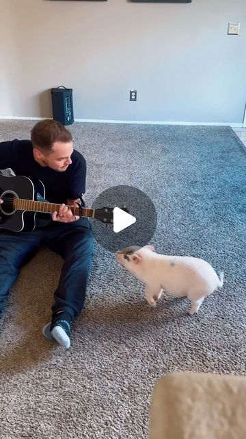 Songs For Her, Pig Yoga, Teacup Piglets, Teacup Pig, Micro Pigs, Teacup Pigs, Pot Belly Pigs, Baby Pig