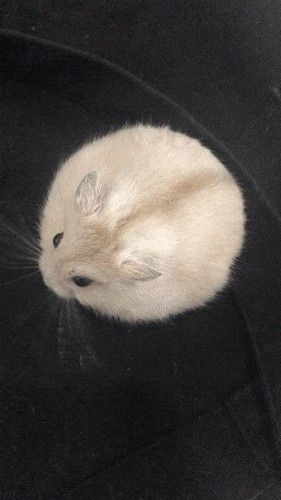 Flat Hamster, Round Animals, Eating Fresh, Baby Hamster, Funny Hamsters, Hams, Cute Hamsters, Silly Animals, Fluffy Animals