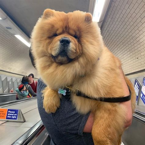 14 Photos Of Chow Chow Which You Want To Hug | PetPress Chawchaw Dogs, Chow Chow Grooming Styles, Chao Chao Dog, Puppy Chow Chow, Chow Chow Dog Puppy, Chow Chow Puppies, Chow Dog Breed, Perros Chow Chow, Chow Puppy