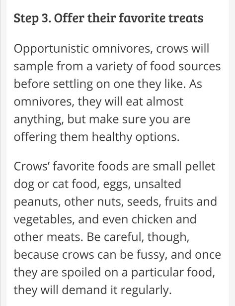 How To Make Friends With Crows, How To Befriend Crows, How To Befriend A Crow, Befriend Crows, Befriending Crows, Homeschool Goals, Bird Bones, Broom Closet, Magic System