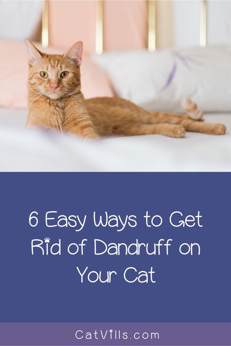 Cat Dandruff Remedy, Cat Dandruff, Rid Of Dandruff, Dandruff Remedy, Getting Rid Of Dandruff, Cat Dander, Cat Help, Kitten Pictures, Outdoor Cats