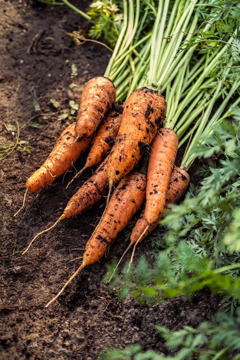 Here's how corn starch can help you neatly seed your carrots | Livingetc Fall Vegetables To Plant, Corn Starch And Water, Vegetables To Plant, Spring Harvest, How To Plant Carrots, Cabbage Seeds, Small Vegetable Gardens, Organic Pest Control, Fall Vegetables