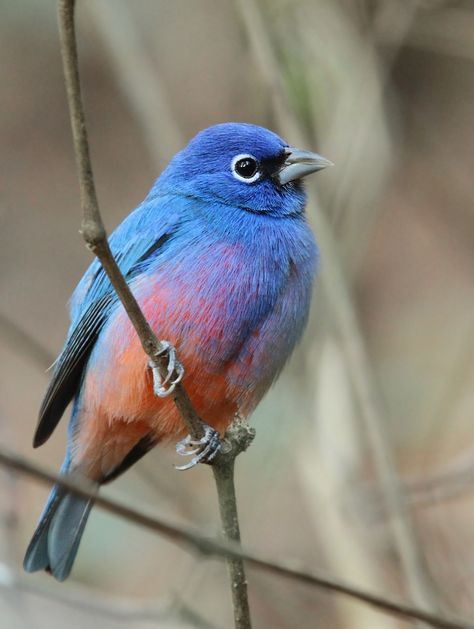 Rose-bellied bunting (Passerina rositae) Nosara, Kinds Of Birds, Airbrush Art, Nature Birds, Backyard Birds, All Birds, Exotic Birds, Bird Pictures, Pretty Birds