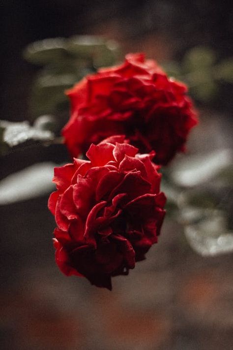 Red Carnation Aesthetic, Hadestown Flower, Carnation Aesthetic, Red Flower Background, Iphone Images, Flower Background Iphone, Red Carnation, Bloom Blossom, Focus Photography