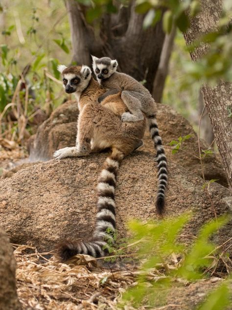 Madagascar Culture, Madagascar Animals, Madagascar Travel, Around The World In 80 Days, Jesus And Mary Pictures, Dream Vacations Destinations, Travel Log, Travel Wishlist, Dream Holiday