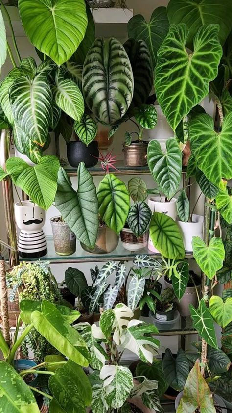 Philodendron Lynamii, Philodendron Types, Houseplants Aesthetic, Plant Shelving, Tropical Plants Indoor, Indoor Tree Plants, Big Leaf Plants, Variegated Monstera, Alocasia Plant