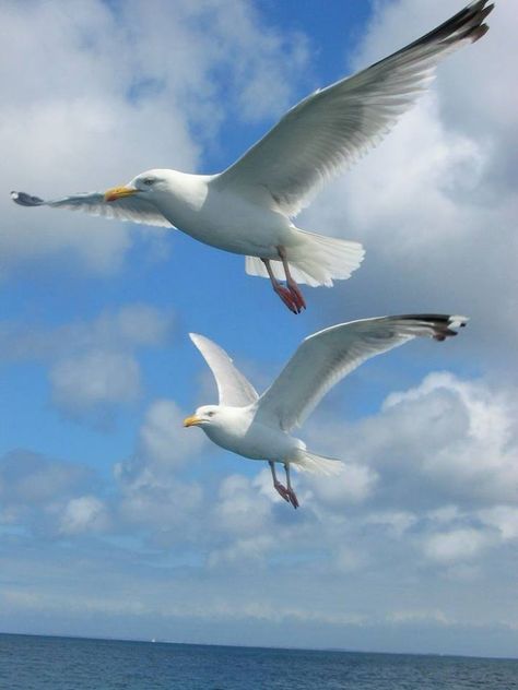 Όπου πετάς κι εγω δίπλα σου ❤️ Foto Macro, Seagulls Flying, Coastal Birds, Manhattan Project, Australian Birds, Shorebirds, Bird Pictures, Bird Drawings, Pretty Birds