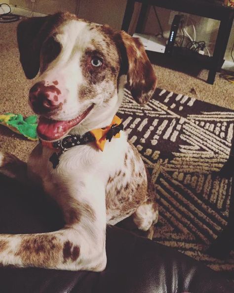 Struggles Of Owning A Catahoula Leopard Dog - The Odyssey Online Catahoula Leopard Dog Facts, Louisiana Catahoula Leopard Dog, Garage Designs, Catahoula Leopard, Catahoula Leopard Dog, Leopard Dog, The Odyssey, Dream Dog, Dog Facts