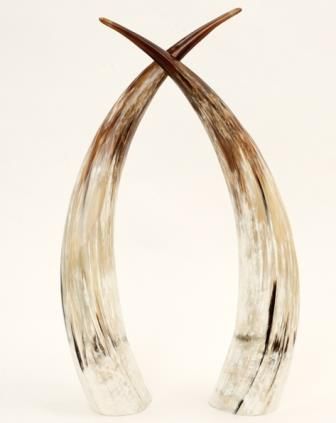 Ankole Cow Horns from Uganda Ankole Cow, Ankole Cattle, African Lifestyle, Cow Horns, Jewelry Illustration, Miniature Printables, Frame Template, Uganda, Horn