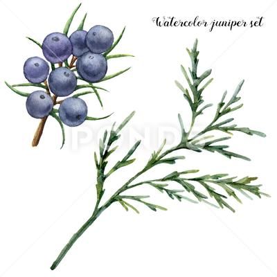 Juniper Illustration, Juniper Branch, Floral Typography, Blue Berries, Sacred Tree, Fruit Illustration, Juniper Berry, Christmas Flowers, Floral Illustrations