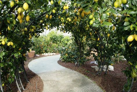 Lemon Arch, The Citrus Garden Citrus Hedge, Kiwi Arbor, Lemon Trellis, Espalier Fruit Trees, Cosy Season, Citrus Garden, Lemon Trees, Backyard Lawn, Sensory Garden