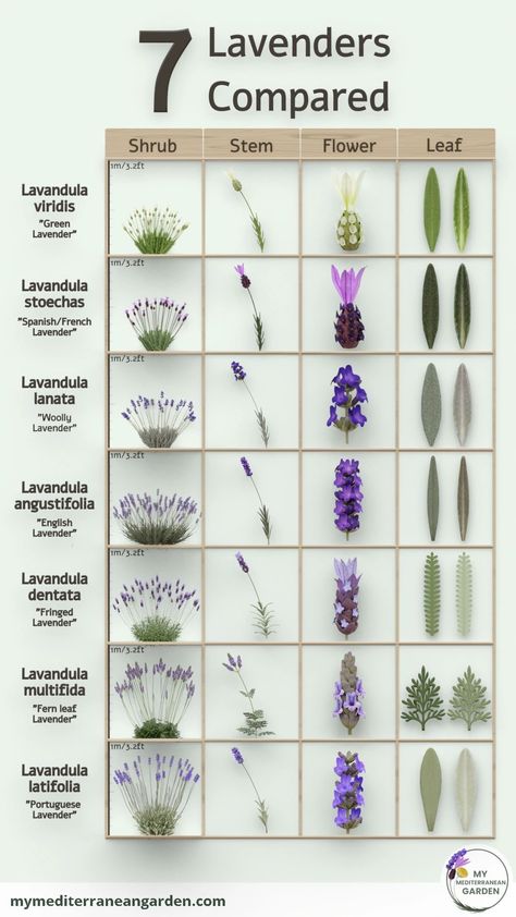 Lavender Bushes Landscaping, When To Plant Lavender Outside, Lavender Leaves Uses, Lavender Propagation, Aqua Gardening, Propagating Lavender, French Lavender Plant, Types Of Lavender Plants, Propagate Lavender