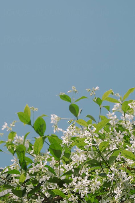 Star Jasmine flowers growing on a sunny Spring day outdoors in nature with blue sky copyspace. Flowers Growing, Jasmine Flowers, Star Jasmine, Girly Drawings, Flowers Blue, Spring Day, In Nature, Blue Sky, Royalty Free Stock Photos